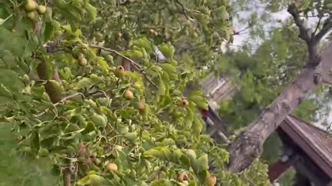 The fruit on the tree is green