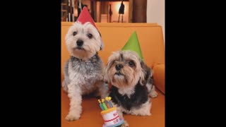 Two puppies celebrating birthday