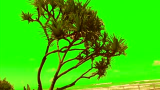 Green Screen Sand Beach Tree for Video Creators