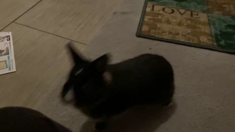 My Rabbit Jack Does Zoomies