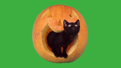 cat halloween pets