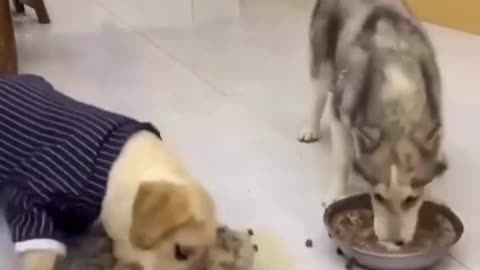 Husky and Labrador eating food funny videos