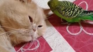 Кот и птица, милые животные #45