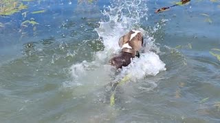 JazzyGirl Superstar Pitbull Puppy Swims for 1st time to fetch Her Stick!