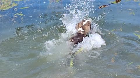 JazzyGirl Superstar Pitbull Puppy Swims for 1st time to fetch Her Stick!