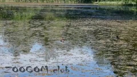 Coots, grebes and our other neighbors. Zoologists in the pond.