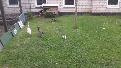 Tiny kitten adorably chases after ducks