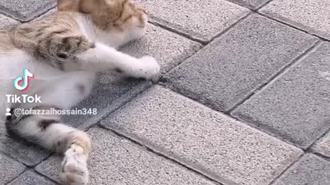 Cute cat funny video