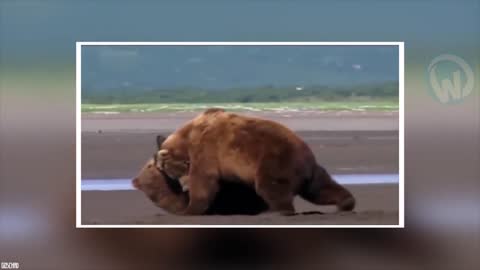 He Never Stood A Chance Animal Fights Filmed Mercilessly!