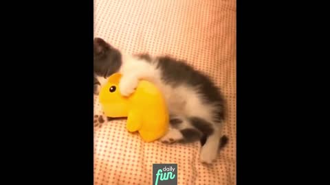 Baby Cat Cuddling With Toy