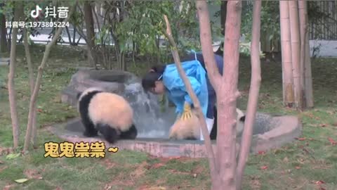 Funny Panda Compilation - Funny Panda Videos