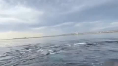 couple surprised by Southern Right Whales