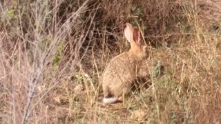 wild rabbit foraging