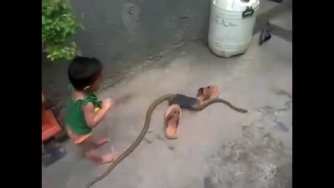 Funny Videos For Kids With Snake