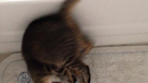 Funny Cat Does a Somersault! So Cute!