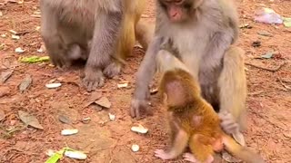 Newborn baby monkey cute animal