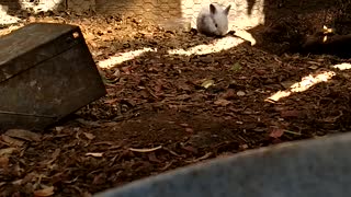 Baby rabbit exploring the rabbit run