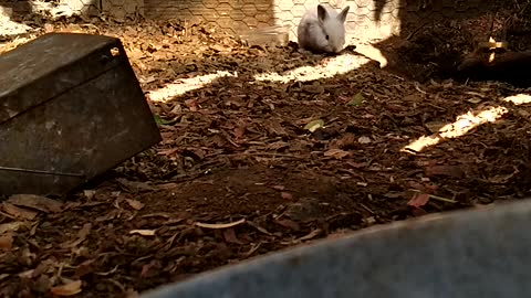 Baby rabbit exploring the rabbit run