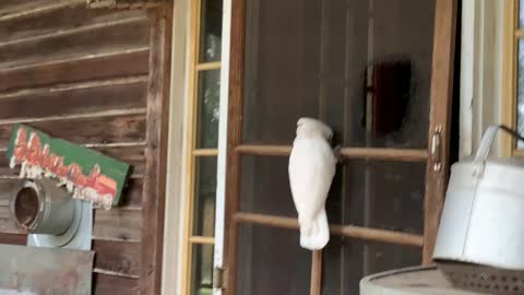 Cockatoo make her own door.