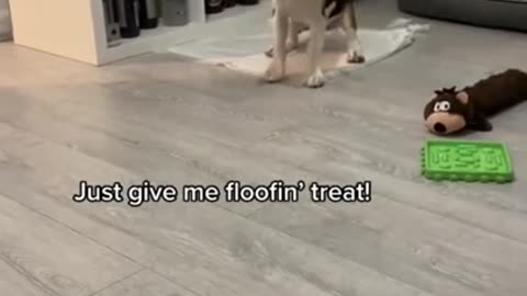Funny Cute Dog Video 😂💙🐶 #shorts