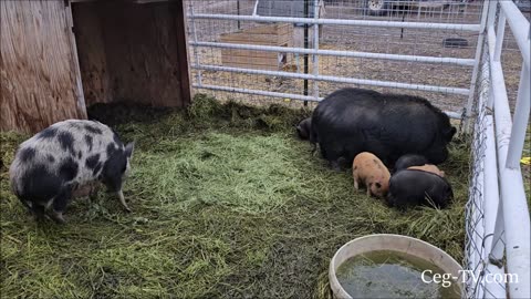 Graham Family Farm: Light Snow Melting Fast