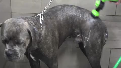 100lbs Cane Corso FREAKS for nail trim | Why you shouldn't have plastic dog bowls