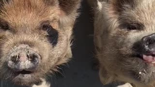 Hungry piggies chow down on juicy watermelon