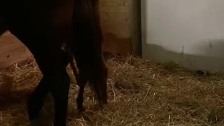 Foal Happy to See Human Friend