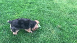 Yorkshire Terrier Begs For Cucumber Then Attacks It