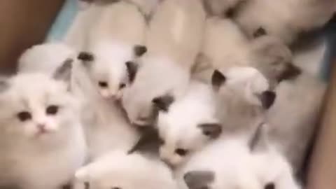 Little cute cats.