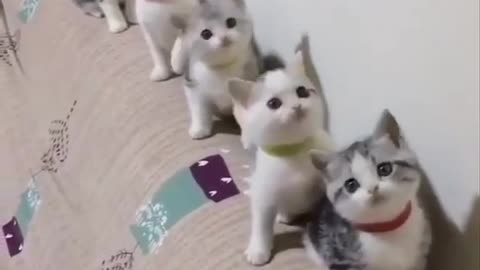 Cats dance to the music