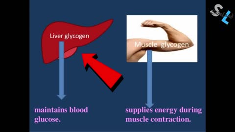 Burning Body Fat - How Long Does It Take To Start