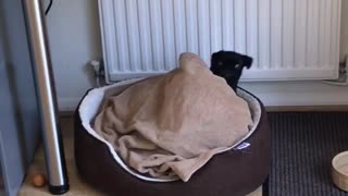 Puppy gets lost in bed