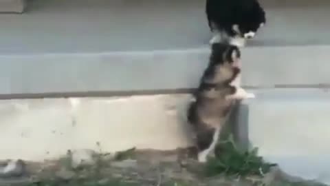 The newly born dog wanted to go up to find its brother, but unfortunately couldn't jump up.