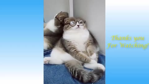 Cute cats and funny dogs vedios compilation.