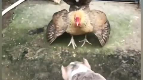 Chicken Vs Dog- Very Funny Dog Fighting Dog Video