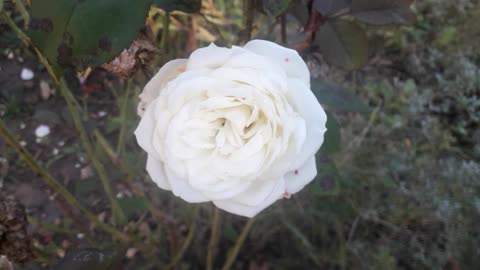 A white rose does not become dirty