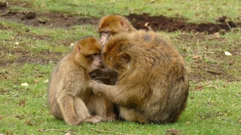 Exchanging feelings when monkeys