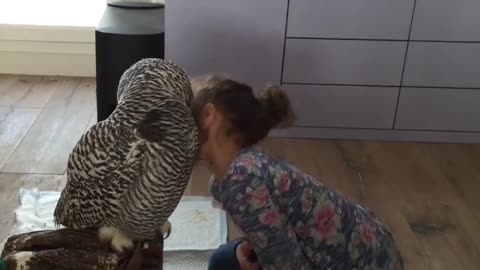 Little Girl and Owl Are Best Friends