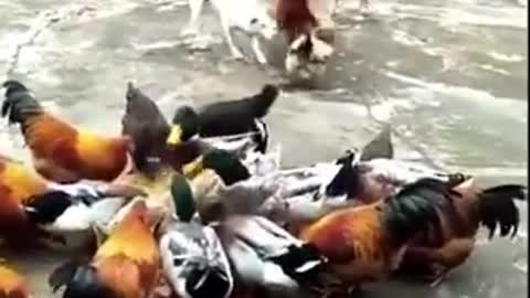 Chicken VS Dog Fight