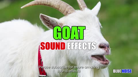 Goat screaming sound effect