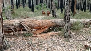 Handsome & Obedient Rhodesian Ridgebacks In Aussie Bush