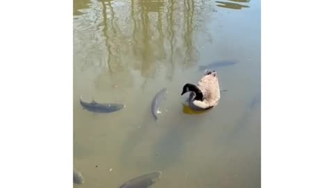duck eating fish shorts#