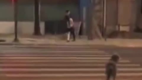 See this dog's lesson for humans when crossing at the crosswalk.