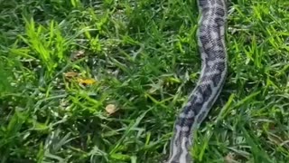 Byford the West Coast Carpet Python