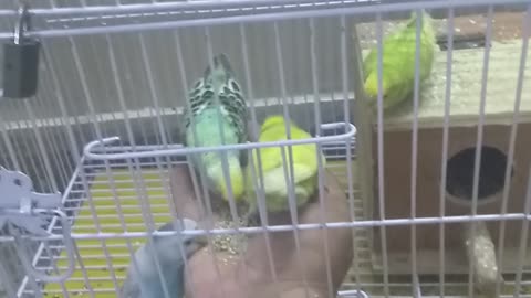Hand tamped budgies parrots
