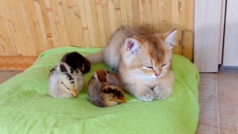 Little kitten Hanya loves to sleep with chickens. Relaxation.