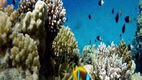 Underwater Relaxation Music : Beautiful Aquarium Coral Reef Fish, Relaxing Ocean Fish