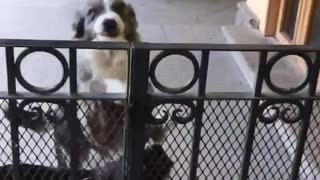 Dogs jump up to welcome owner