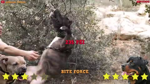 Pitbull_Vs_Rottweiler_